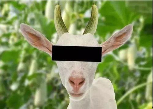 日本瓜羊吃吗,揭秘神秘瓜类与羊的奇妙关系